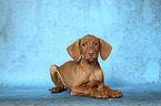 lying Magyar Vizsla Puppy