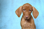 Magyar Vizsla Puppy Portrait