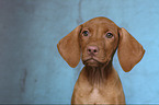 Magyar Vizsla Puppy Portrait