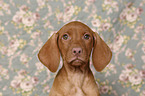 Magyar Vizsla Puppy Portrait