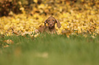 lying Magyar Vizsla Puppy