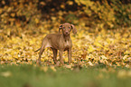 Magyar Vizsla Puppy