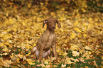 sitting Magyar Vizsla Puppy