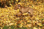 running Magyar Vizsla Puppy