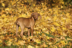 Magyar Vizsla Puppy