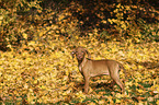 Magyar Vizsla Puppy