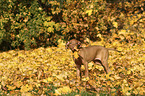 Magyar Vizsla Puppy