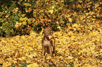 Magyar Vizsla Puppy