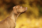 Magyar Vizsla Puppy Portrait