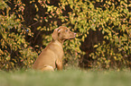 sitting Magyar Vizsla Puppy