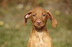 Magyar Vizsla Puppy Portrait