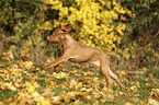 running Magyar Vizsla Puppy