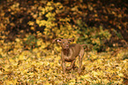 walking Magyar Vizsla Puppy