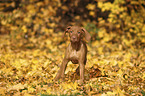 Magyar Vizsla Puppy