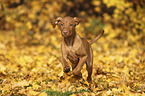 running Magyar Vizsla Puppy