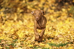 running Magyar Vizsla Puppy