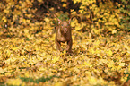 running Magyar Vizsla Puppy