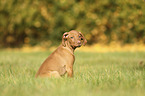 sitting Magyar Vizsla Puppy