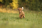 running Magyar Vizsla Puppy