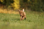 running Magyar Vizsla Puppy