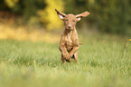 running Magyar Vizsla Puppy