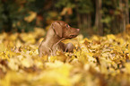 lying Magyar Vizsla Puppy