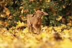 walking Magyar Vizsla Puppy
