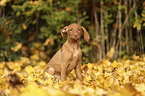 walking Magyar Vizsla Puppy