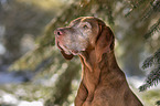 Magyar Vizsla portrait