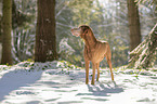 standing Magyar Vizsla