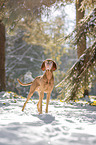 standing Magyar Vizsla