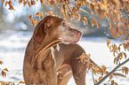 standing Magyar Vizsla