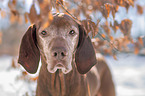Magyar Vizsla portrait