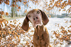 Magyar Vizsla portrait