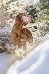 standing Magyar Vizsla