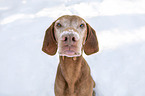 Magyar Vizsla portrait