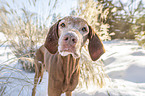standing Magyar Vizsla