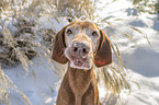 Magyar Vizsla portrait