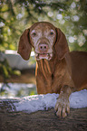 Magyar Vizsla