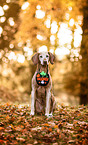 sitting Magyar Vizsla