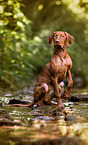 sitting Magyar Vizsla