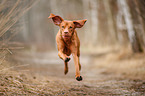 running Magyar Vizsla