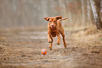 running Magyar Vizsla