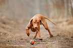 running Magyar Vizsla