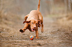 running Magyar Vizsla