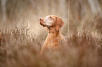 lying Magyar Vizsla