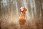 sitting Magyar Vizsla