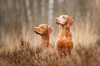 2 Magyar Vizsla Dogs