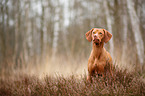 sitting Magyar Vizsla