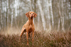 standing Magyar Vizsla